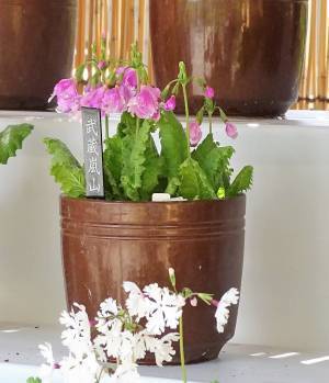 【向島百花園】～江戸の花園で春を満喫～ 『サクラソウの展示』≪４月19日（水）～４月23日（日）≫