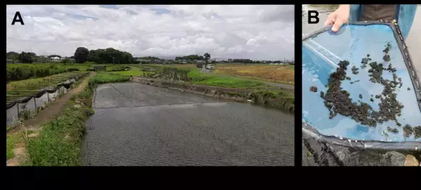 【名城大学】スイゼンジノリがつくる紫外線吸収物質を発見 ～天然由来の美容成分として化粧品分野への応用に期待～