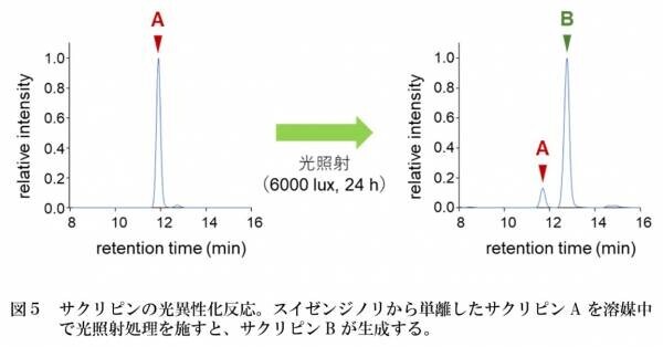 【名城大学】スイゼンジノリがつくる紫外線吸収物質を発見 ～天然由来の美容成分として化粧品分野への応用に期待～