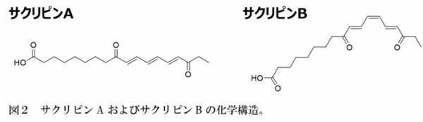【名城大学】スイゼンジノリがつくる紫外線吸収物質を発見 ～天然由来の美容成分として化粧品分野への応用に期待～