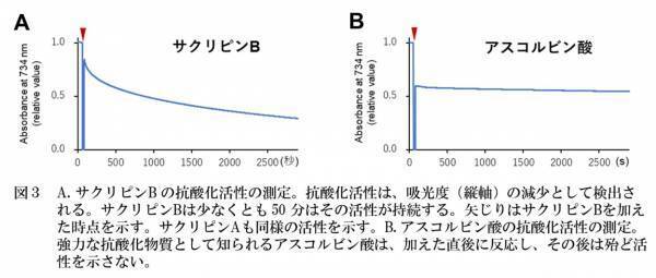 【名城大学】スイゼンジノリがつくる紫外線吸収物質を発見 ～天然由来の美容成分として化粧品分野への応用に期待～