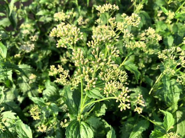 嵐電沿線フジバカマプロジェクト ～ フジバカマが開花時期を迎えます ・PRキャラクター「FUJIBAKAMAN（フジバカマン）」誕生とWEBサイトオープン ・「嵐山温泉『駅の足湯』」を「フジバカマ湯」に変更 ・「きょうと☆いきものフェス！２０２３」への出展