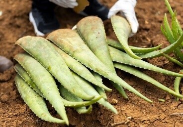 沖縄発スキンケアブランドSuiSavon-首里石鹸-が 西武池袋本店にPOPUPショップをオープン