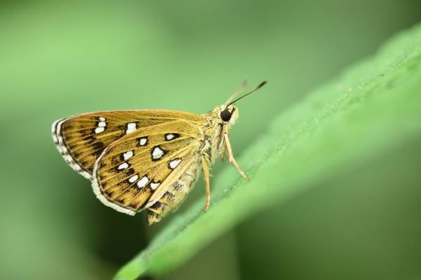 小峰公園スタッフと歩く「昆虫の里」～夏のチョウをさがそう！～ 7/19(水)・7/22(土) 開催！