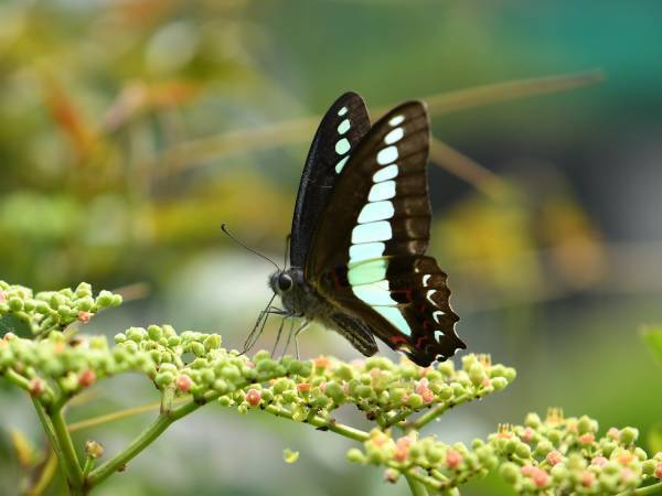 小峰公園スタッフと歩く「昆虫の里」～夏のチョウをさがそう！～ 7/19(水)・7/22(土) 開催！
