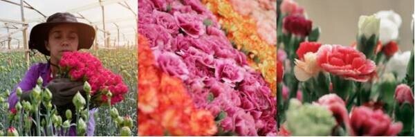 花の国コロンビア：世界最大級の花展示会 『PROFLORA』10月に開催決定！