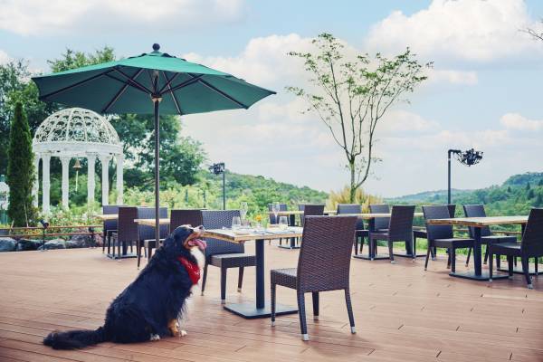 『愛するワンちゃんとフレンチ満喫プラン』 9 月 1 日（ 金 ）より提供開始