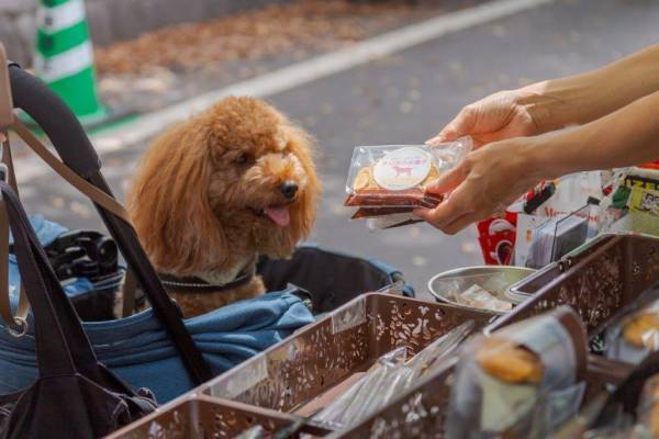 第9回キテキテ府中マルシェ開催報告