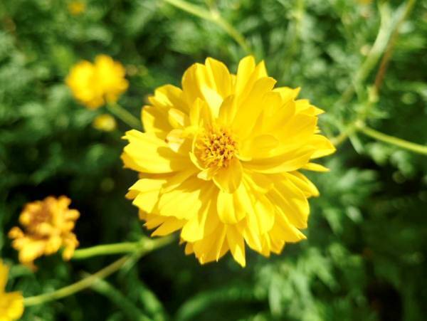 【浜離宮恩賜庭園】一足早い秋の知らせ　「キバナコスモス見頃入り」