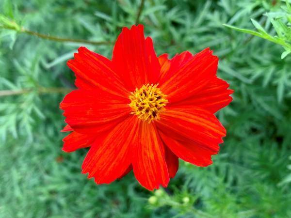 【浜離宮恩賜庭園】一足早い秋の知らせ　「キバナコスモス見頃入り」