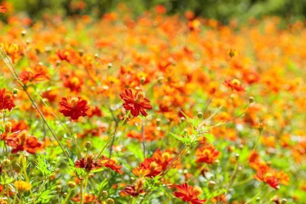 【浜離宮恩賜庭園】一足早い秋の知らせ　「キバナコスモス見頃入り」