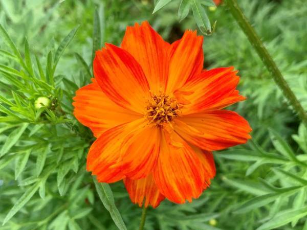 【浜離宮恩賜庭園】一足早い秋の知らせ　「キバナコスモス見頃入り」