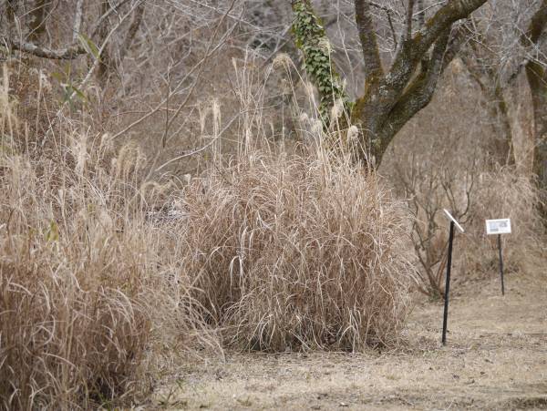 小峰公園「里山季節めぐり」小さな炭俵づくり体験2月26日（日）開催！応募受付中です