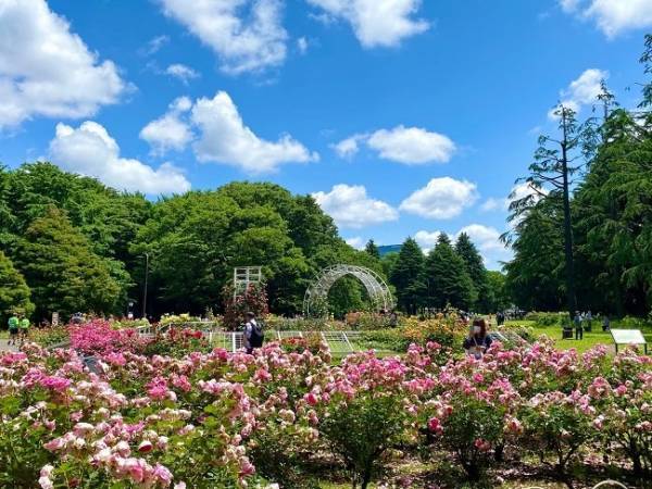 代々木公園「春のバラフェスタ」5/21(日)開催！