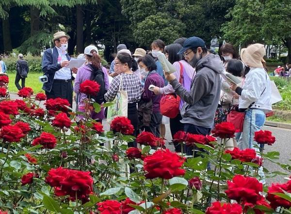 代々木公園「春のバラフェスタ」5/21(日)開催！
