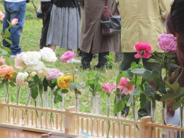 代々木公園「春のバラフェスタ」5/21(日)開催！