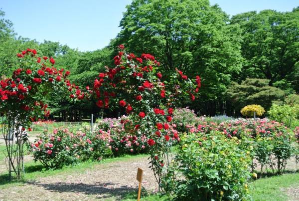 代々木公園「春のバラフェスタ」5/21(日)開催！