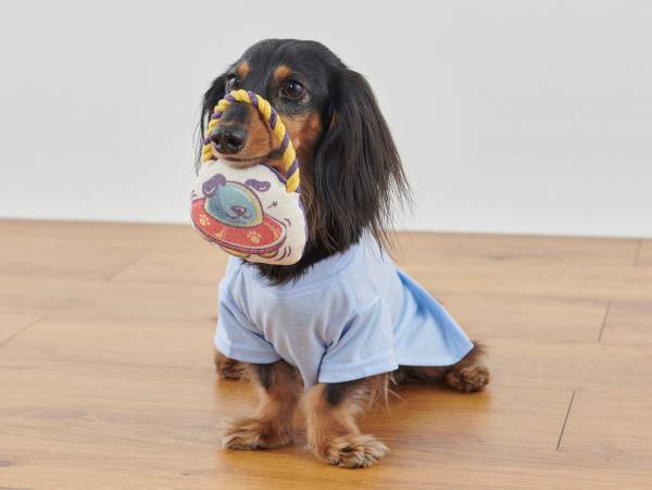 オリジナルのペットグッズ「#036PETS（オーサムペッツ）」シリーズ2023年春の新作アイテムが順次入荷中！！