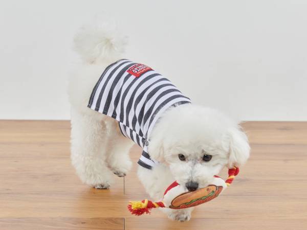 オリジナルのペットグッズ「#036PETS（オーサムペッツ）」シリーズ2023年春の新作アイテムが順次入荷中！！