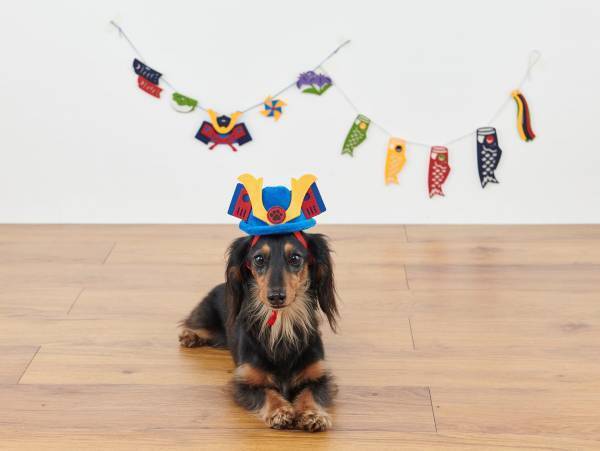 オリジナルのペットグッズ「#036PETS（オーサムペッツ）」シリーズ2023年春の新作アイテムが順次入荷中！！