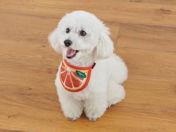 オリジナルのペットグッズ「#036PETS（オーサムペッツ）」シリーズ2023年春の新作アイテムが順次入荷中！！