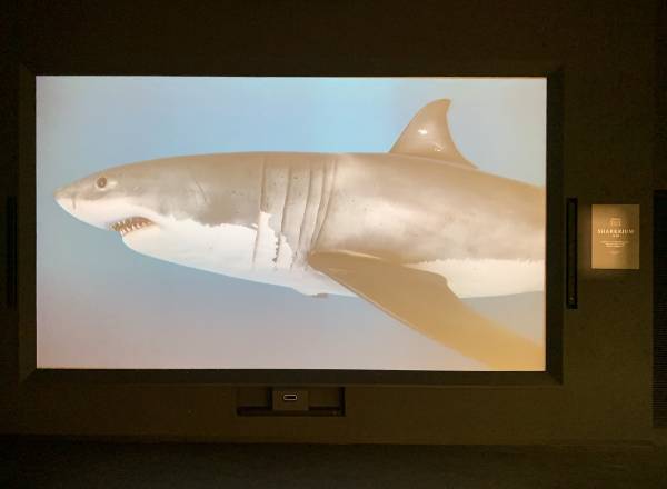 アクアワールド・大洗 特別イベント「鮫(さめ)・鱶(ふか)・鰐(わに)～SHARK！SHARK！SHARK！～」  ２０２３年１１月３日（金・祝）～１１月１３日（月）開催 1１月１１日(土)はココリコ田中直樹さんが１日館長に就任！