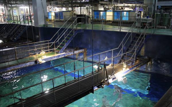 アクアワールド・大洗 特別イベント「鮫(さめ)・鱶(ふか)・鰐(わに)～SHARK！SHARK！SHARK！～」  ２０２３年１１月３日（金・祝）～１１月１３日（月）開催 1１月１１日(土)はココリコ田中直樹さんが１日館長に就任！