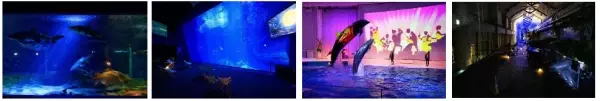 年末年始を水族館でもっと楽しもう♪ 「新春アクアワールド」２０２３年１２月２７日（水）から開催