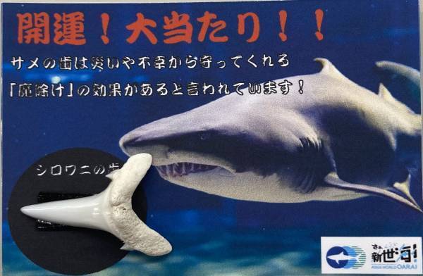 年末年始を水族館でもっと楽しもう♪ 「新春アクアワールド」２０２３年１２月２７日（水）から開催