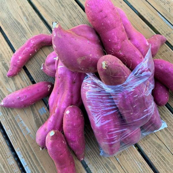 【茨城県鉾田市】～野菜王国「鉾田市」のすべてがココに～ほこたオータムフェスティバル2023開催