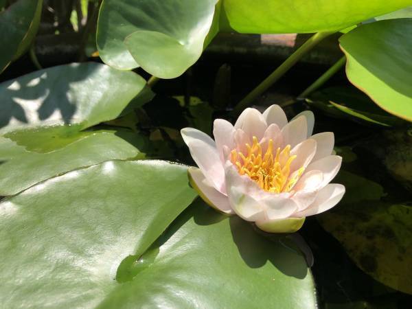 【12/10】樹木葬見学会開催！千葉県市川市「行徳庭苑」