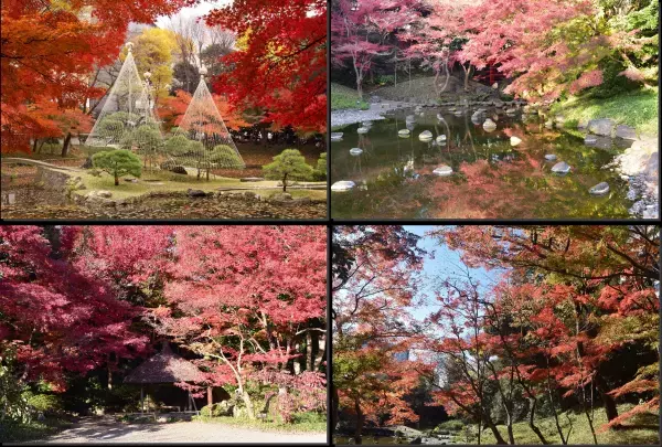 【小石川後楽園】11/17~「深山紅葉を楽しむ」開催のお知らせ