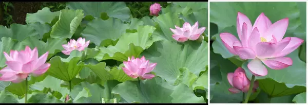 【小石川後楽園】夏の早朝開園と早朝観蓮会