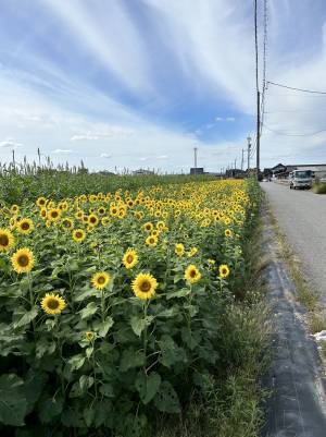 とやまイタリアン2023を「ひまわり」で華やかに装飾！＆摘み取りイベント開催！
