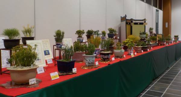 【神代植物公園】1/2～開園！「新春コンサート」と新春ならではの植物展示で新年の訪れを祝う