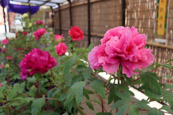 【神代植物公園】1/2～開園！「新春コンサート」と新春ならではの植物展示で新年の訪れを祝う