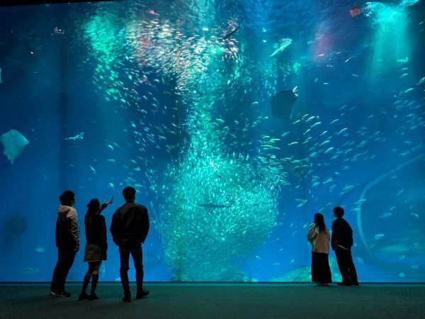 アクアワールド・大洗でクリスマスをテーマにしたイベントがスタート♪ 「クリスマス　アクアワールド 2023」 ２０２３年１１月１８日（土）～１２月２５日（月）