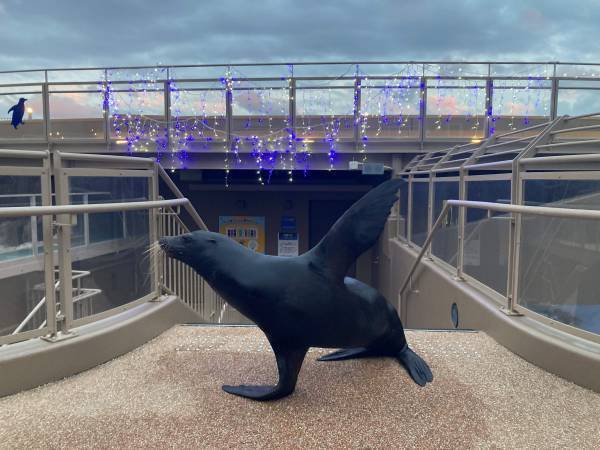 アクアワールド・大洗でクリスマスをテーマにしたイベントがスタート♪ 「クリスマス　アクアワールド 2023」 ２０２３年１１月１８日（土）～１２月２５日（月）