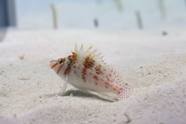 アクアワールド・大洗でクリスマスをテーマにしたイベントがスタート♪ 「クリスマス　アクアワールド 2023」 ２０２３年１１月１８日（土）～１２月２５日（月）