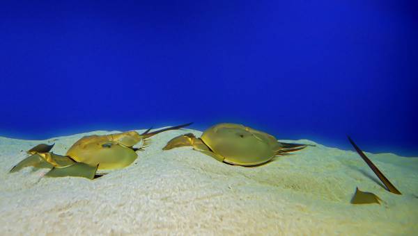 学園生活コミュニティ「キャラフレ」｜2023修学旅行イベント『瀬戸内』のお知らせ