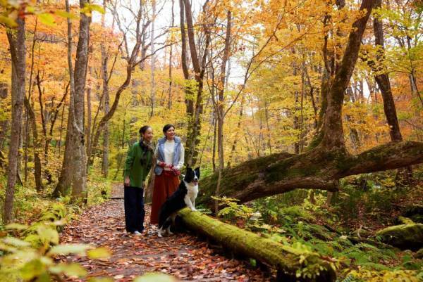 【奥入瀬渓流ホテル】愛犬と奥入瀬渓流を満喫する2泊3日宿泊プラン「奥入瀬愛犬ごほうび旅」開始～フレンチレストラン「Sonore」に愛犬用のディナーが新登場～｜開始日2023年6月1日～