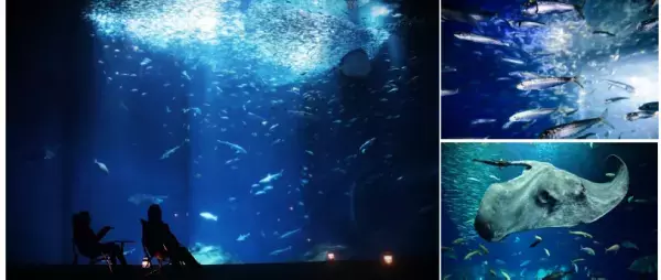 夜の海に広がる多彩な“出会い” 生き物たちの「静」と「動」が魅せる幻想的な夜の新世海 　『NIGHT AQUAWORLD』 ２０２３年１２月２日（土）よりリニューアル