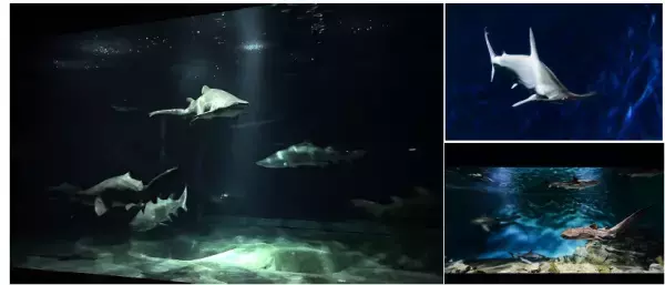 夜の海に広がる多彩な“出会い” 生き物たちの「静」と「動」が魅せる幻想的な夜の新世海 　『NIGHT AQUAWORLD』 ２０２３年１２月２日（土）よりリニューアル