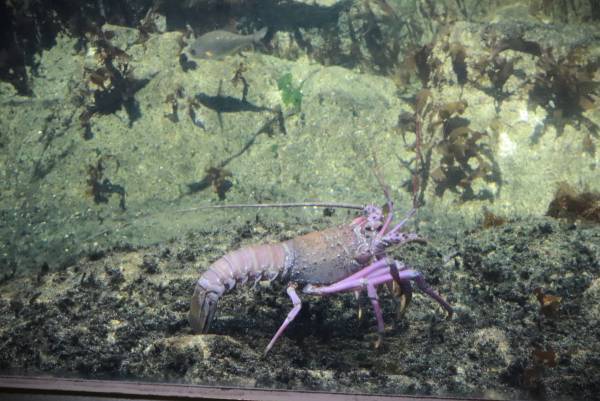 夜の海に広がる多彩な“出会い” 生き物たちの「静」と「動」が魅せる幻想的な夜の新世海 　『NIGHT AQUAWORLD』 ２０２３年１２月２日（土）よりリニューアル