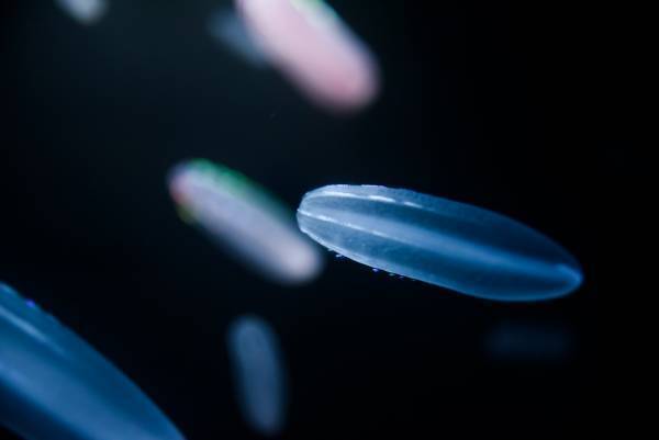 夜の海に広がる多彩な“出会い” 生き物たちの「静」と「動」が魅せる幻想的な夜の新世海 　『NIGHT AQUAWORLD』 ２０２３年１２月２日（土）よりリニューアル