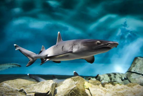 夜の海に広がる多彩な“出会い” 生き物たちの「静」と「動」が魅せる幻想的な夜の新世海 　『NIGHT AQUAWORLD』 ２０２３年１２月２日（土）よりリニューアル