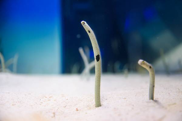 夜の海に広がる多彩な“出会い” 生き物たちの「静」と「動」が魅せる幻想的な夜の新世海 　『NIGHT AQUAWORLD』 ２０２３年１２月２日（土）よりリニューアル