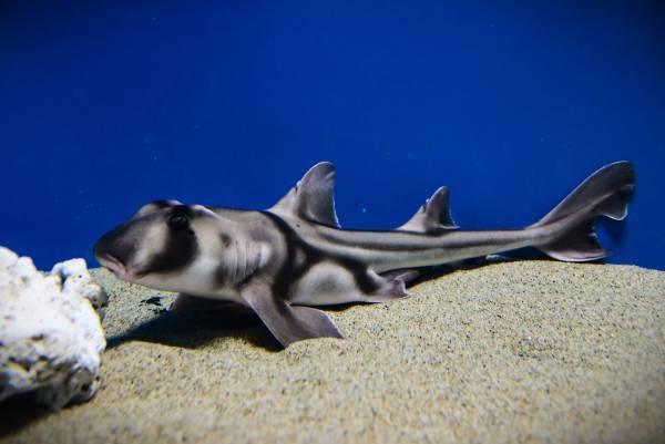 夜の海に広がる多彩な“出会い” 生き物たちの「静」と「動」が魅せる幻想的な夜の新世海 　『NIGHT AQUAWORLD』 ２０２３年１２月２日（土）よりリニューアル