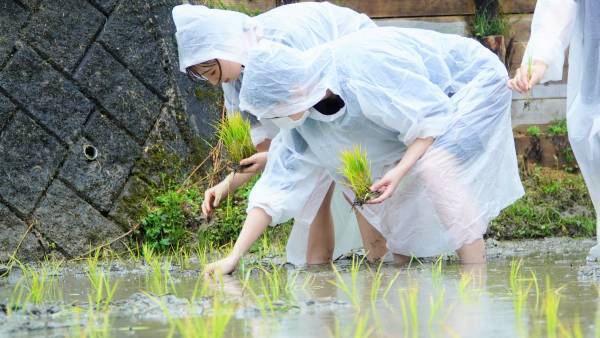 大阪国際大学・大阪国際大学短期大学部の学生が、水田に緑の絨毯を敷く田植えを行いました。