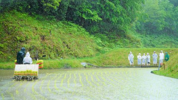 大阪国際大学・大阪国際大学短期大学部の学生が、水田に緑の絨毯を敷く田植えを行いました。